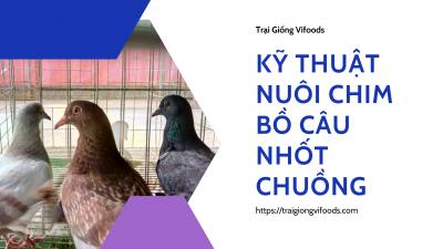 Kỹ thuật nuôi chim bồ câu nhốt chuồng hiệu quả